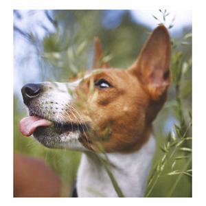 Falinaptár TOPTIMER T094 220x330mm álló Kutyák 2026.