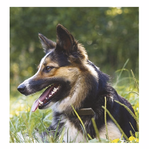 Falinaptár TOPTIMER T094 220x330mm álló Kutyák 2026.