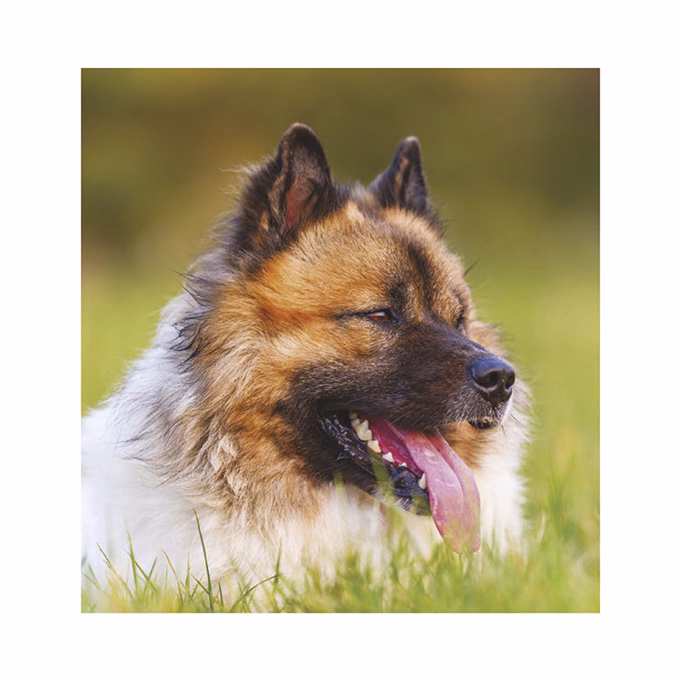 Falinaptár TOPTIMER T094 220x330mm álló Kutyák 2026.