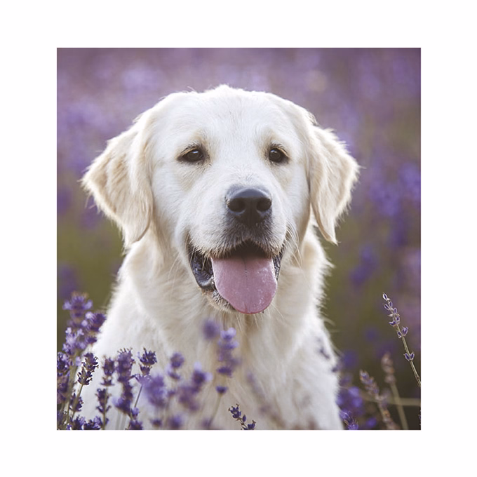 Falinaptár TOPTIMER T094 220x330mm álló Kutyák 2026.