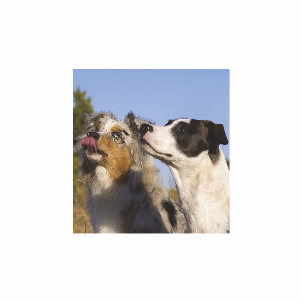 Falinaptár TOPTIMER T094 220x330mm álló Kutyák 2026.