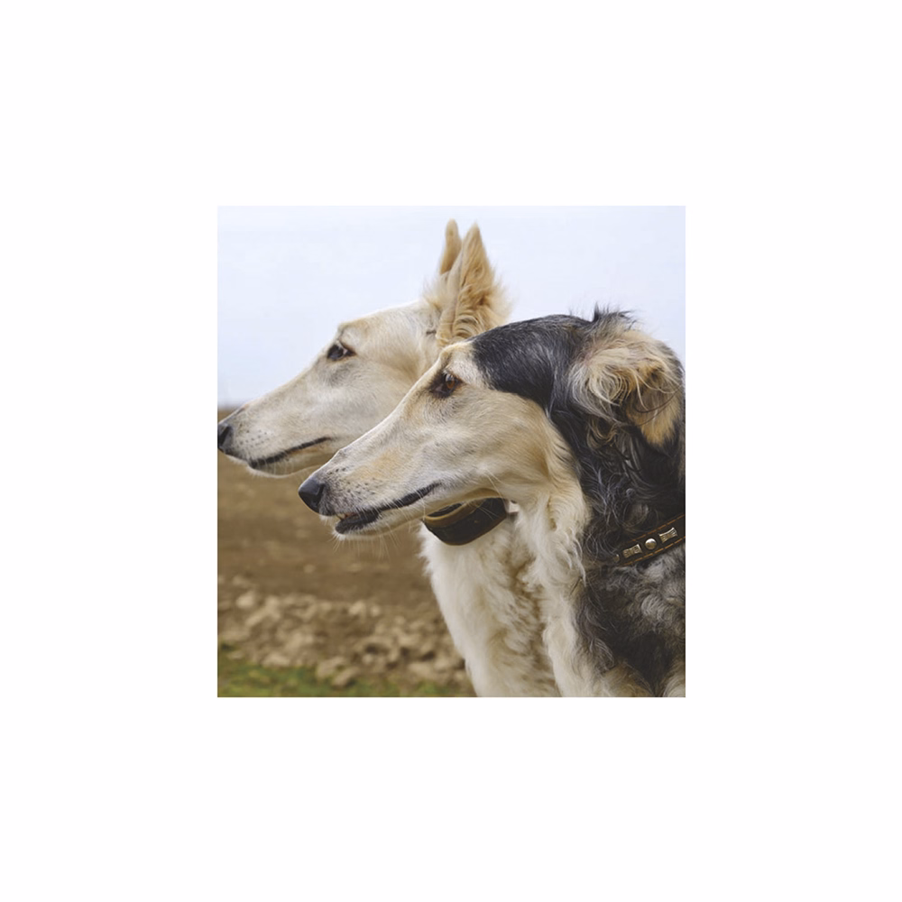 Falinaptár TOPTIMER T094 220x330mm álló Kutyák 2026.