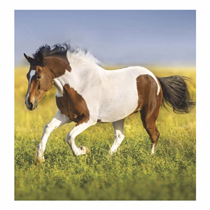 Falinaptár TOPTIMER T094 220x330mm álló Lovak 2026.