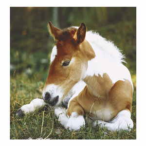 Falinaptár TOPTIMER T094 220x330mm álló Lovak 2026.