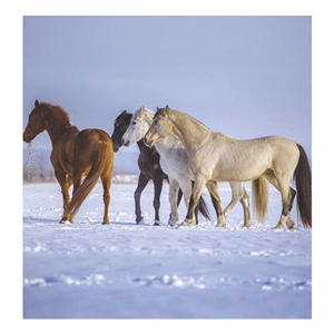 Falinaptár TOPTIMER T094 220x330mm álló Lovak 2026.