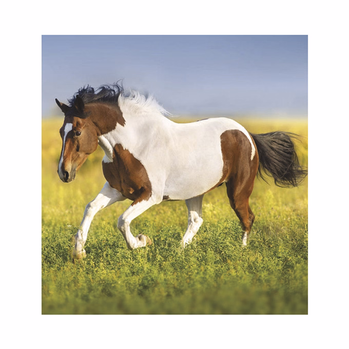 Falinaptár TOPTIMER T094 220x330mm álló Lovak 2026.