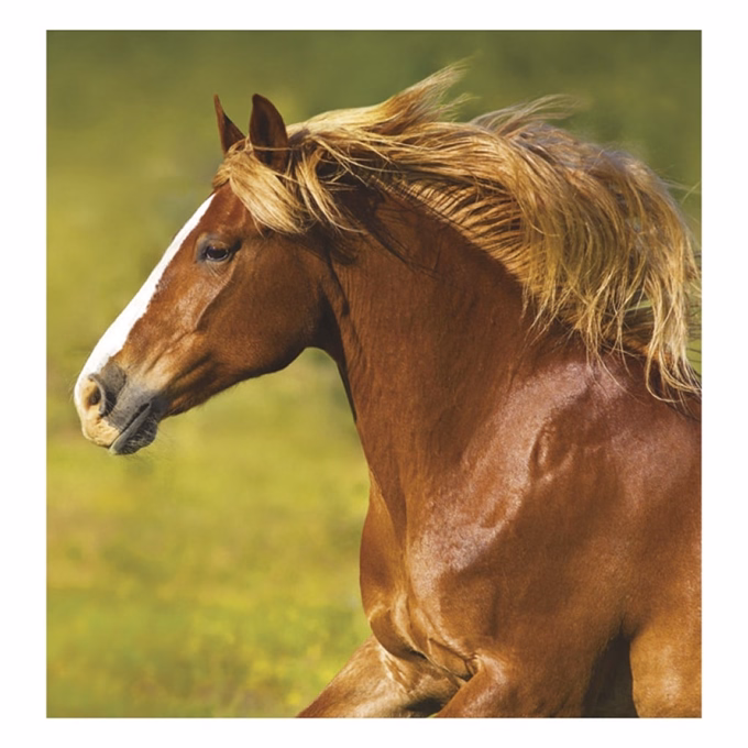 Falinaptár TOPTIMER T094 220x330mm álló Lovak 2027