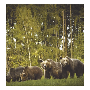 Falinaptár TOPTIMER T094 220x330mm álló Vadállatok 2026.