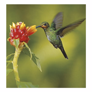 Falinaptár TOPTIMER T094 220x330mm álló Vadállatok 2026.