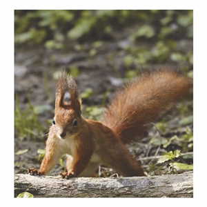 Falinaptár TOPTIMER T094 220x330mm álló Vadállatok 2026.