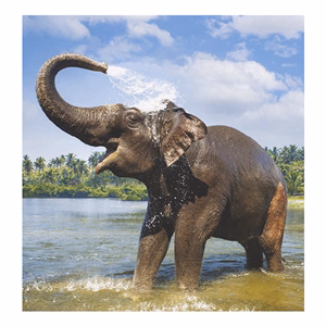 Falinaptár TOPTIMER T094 220x330mm álló Vadállatok 2026.