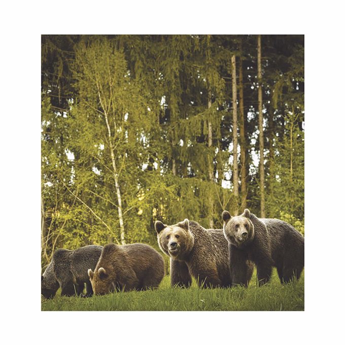 Falinaptár TOPTIMER T094 220x330mm álló Vadállatok 2026.