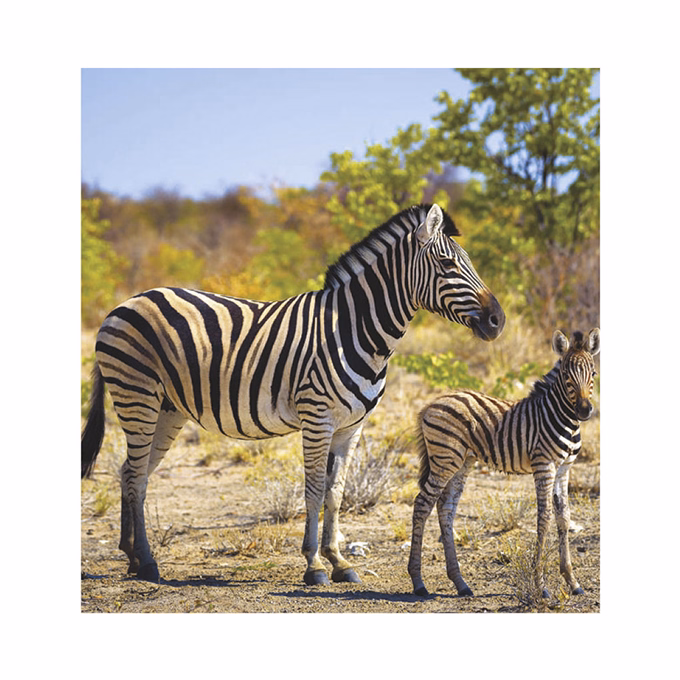 Falinaptár TOPTIMER T094 220x330mm álló Vadállatok 2026.