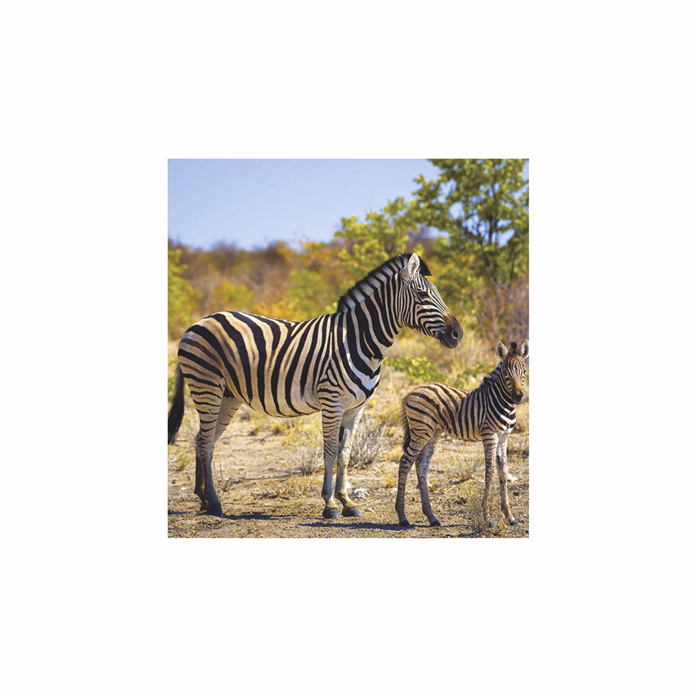 Falinaptár TOPTIMER T094 220x330mm álló Vadállatok 2026.