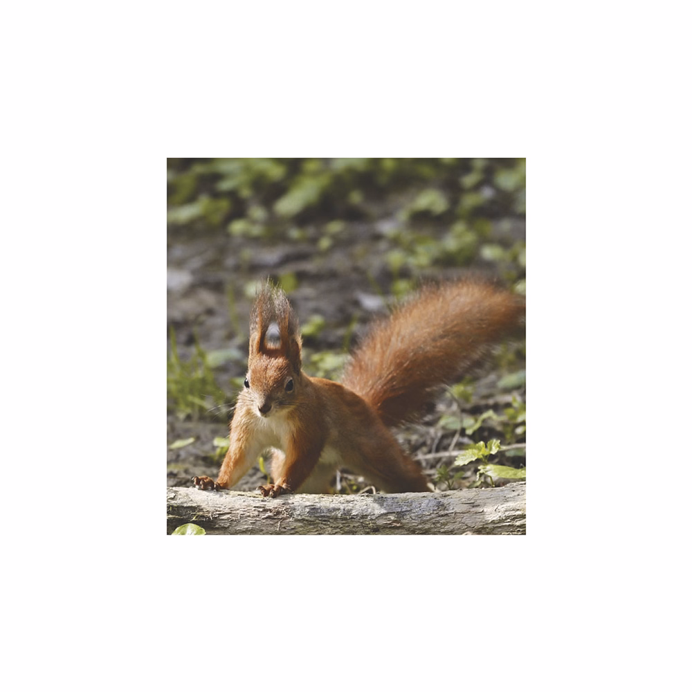 Falinaptár TOPTIMER T094 220x330mm álló Vadállatok 2026.