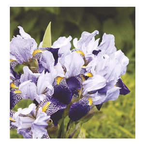 Falinaptár TOPTIMER T094 220x330mm álló Virágcsokrok 2026.