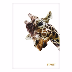 Füzet kockás STREET A/5 54 lapos Safari