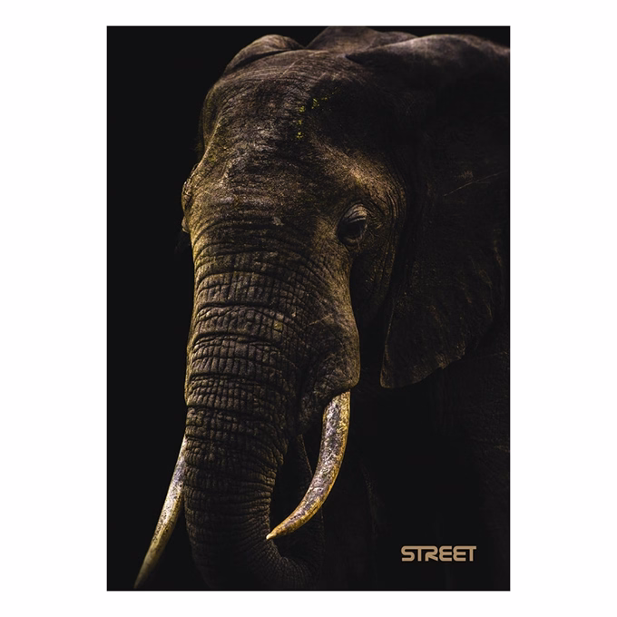 Füzet kockás STREET A/5 54 lapos Safari