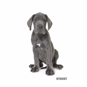 Füzet vonalas STREET A/4 54 lapos Friends margóval