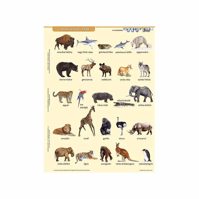 Tanulói munkalap STIEFEL A/4 vadon élő állatok + munkaoldal Tanulói munkalap STIEFEL A/4 vadon élő állatok + munkaoldal