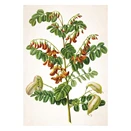 Falinaptár TOPTIMER T092 315x450mm álló Herbárium 2026.