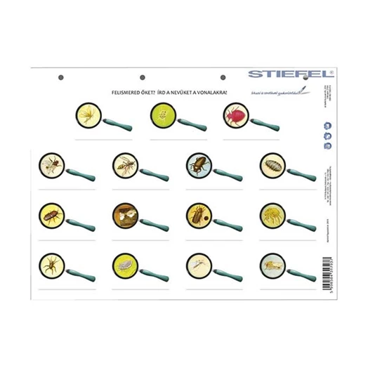 Tanulói munkalap STIEFEL A/4 köztünk és velünk élő állatok + munkaoldal