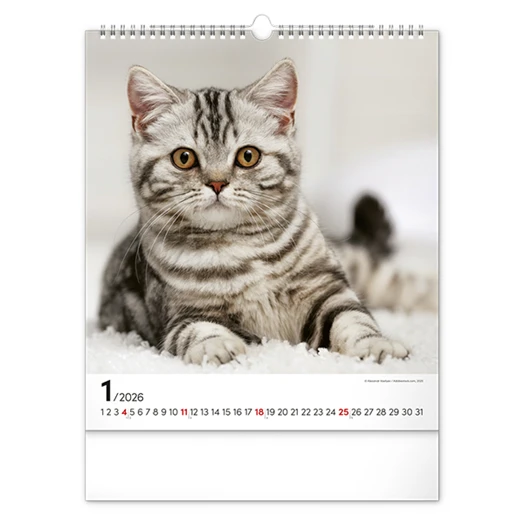 Falinaptár REALSYSTEM 300x340mm álló Cats 2026.