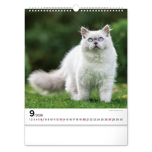 Falinaptár REALSYSTEM 300x340mm álló Cats 2026.