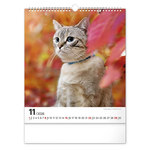 Falinaptár REALSYSTEM 300x340mm álló Cats 2026.
