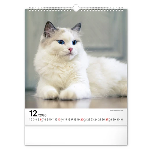 Falinaptár REALSYSTEM 300x340mm álló Cats 2026.