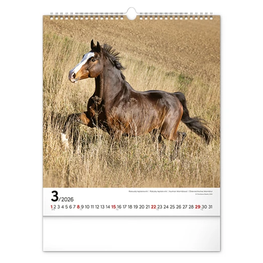 Falinaptár REALSYSTEM 300x340mm álló Horses 2026.