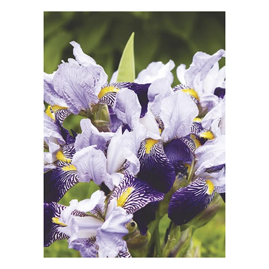Falinaptár TOPTIMER T093 310x420mm álló Virágcsokrok 2026.